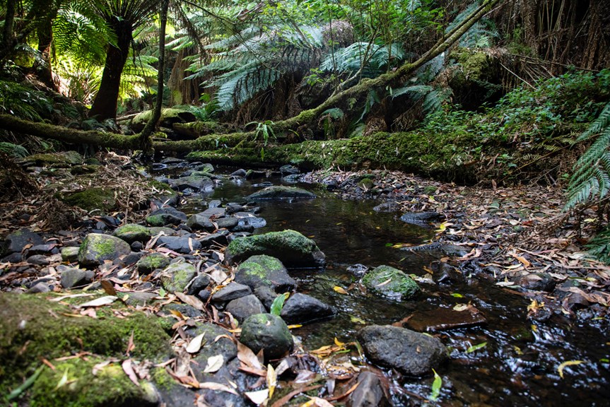 Forest stream